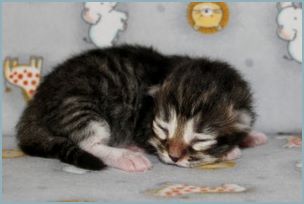 Female Siberian Kitten from Deedlebug Siberians